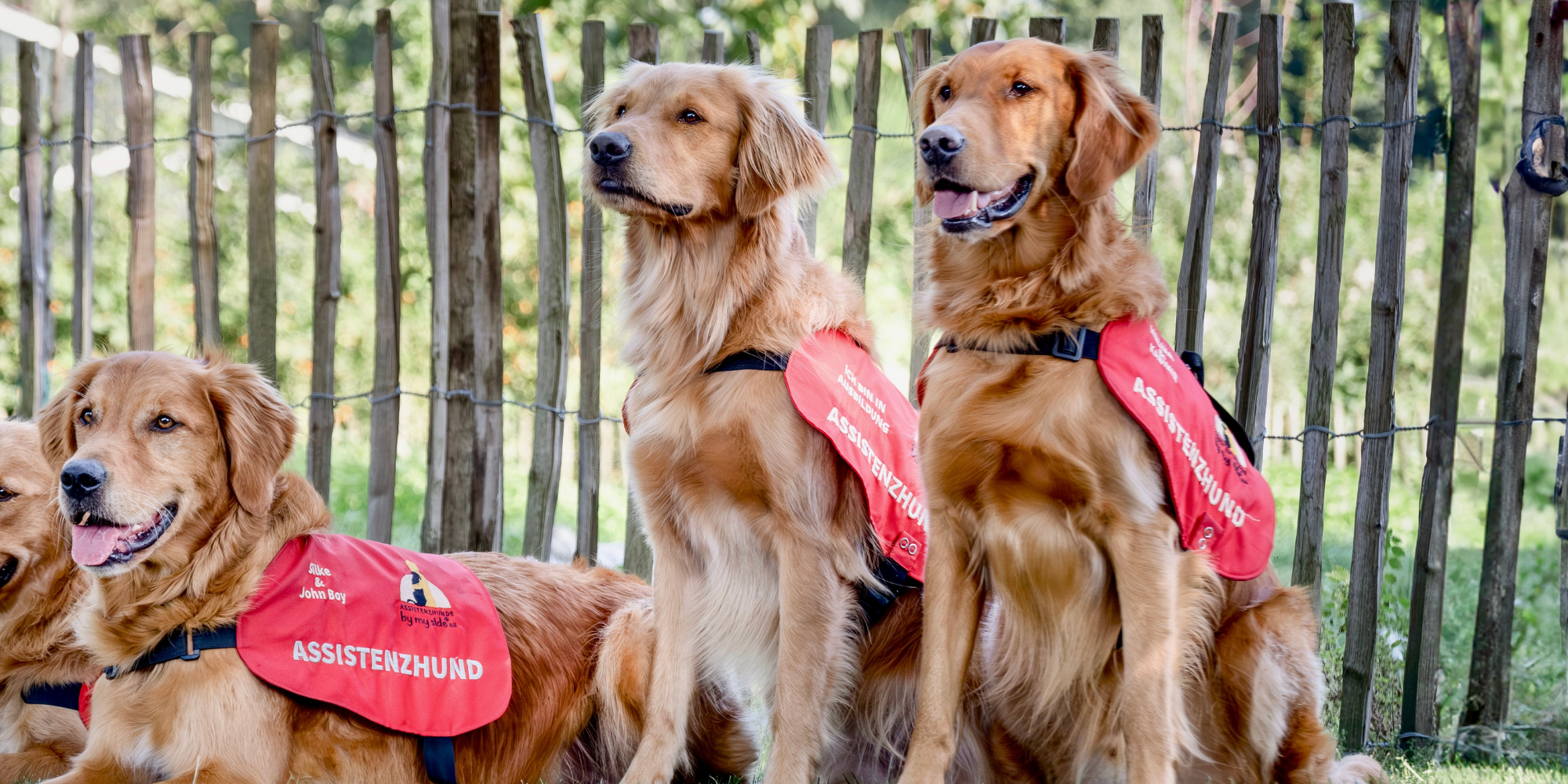 Vier Golden Retriever mit roten Assistenzhunde-Westen sitzen im Gras neben einem weiteren Hund an einem Holzzaun im Freien.