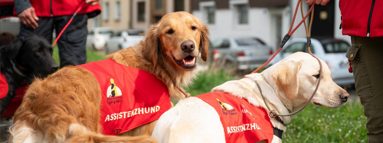 Zwei Assistenzhunde in roten Westen sitzen draußen bei ihren Bezugspersonen, ein Golden Retriever blickt lächelnd in die Kamera.